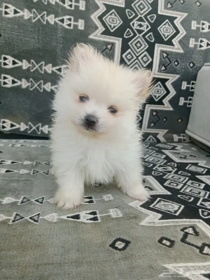 جراوي بومرنيان 1