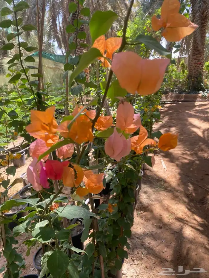 شتلات مشتل اشجار زينه 25