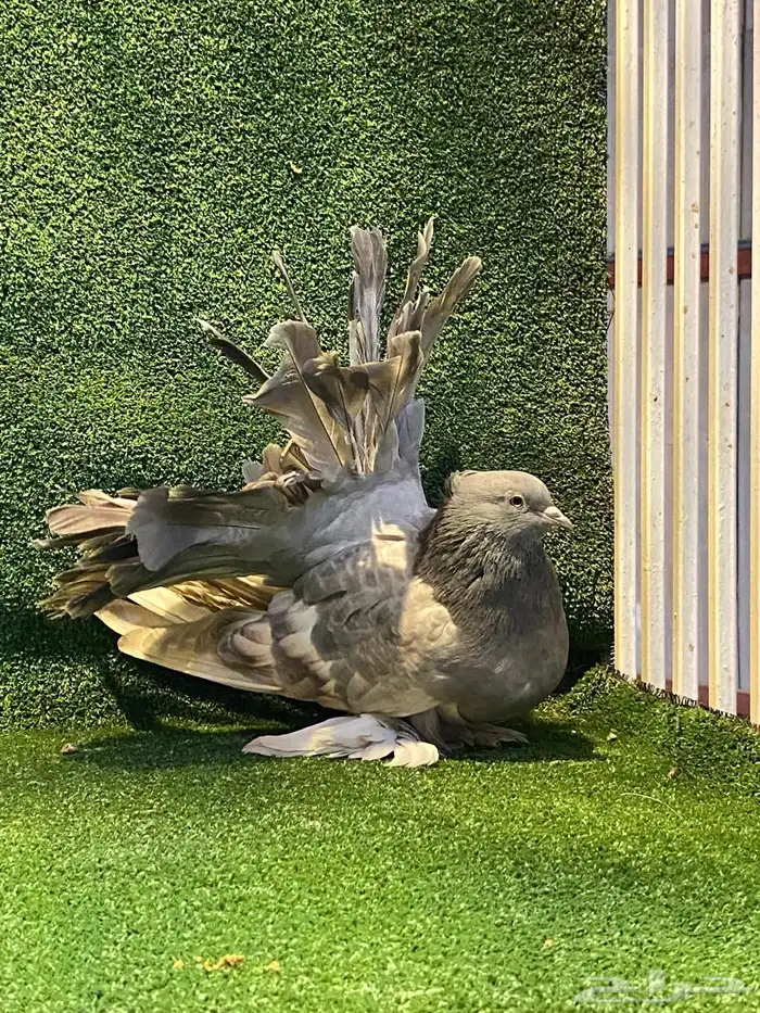 للبيع انثى رقاص امريكي 3