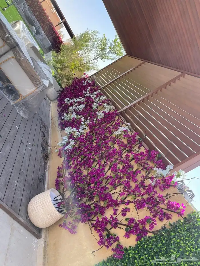 شجر سنايع ورد أي نوع فصل انشاءالله 1