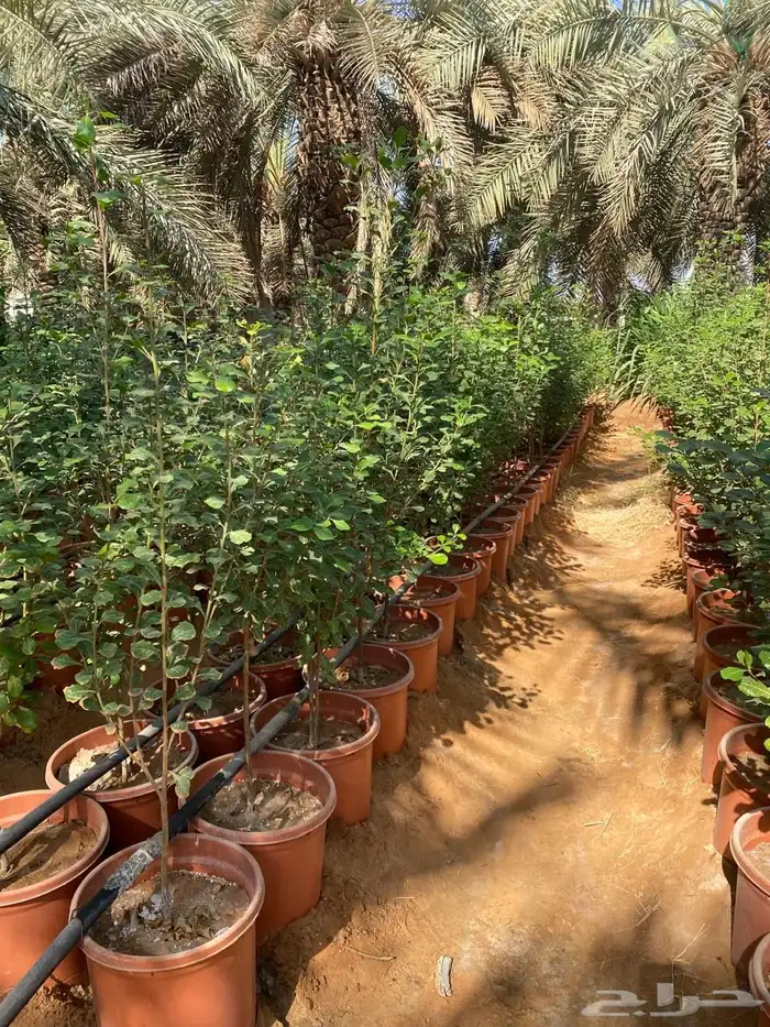 شتلات مشتل اشجار زينه 12