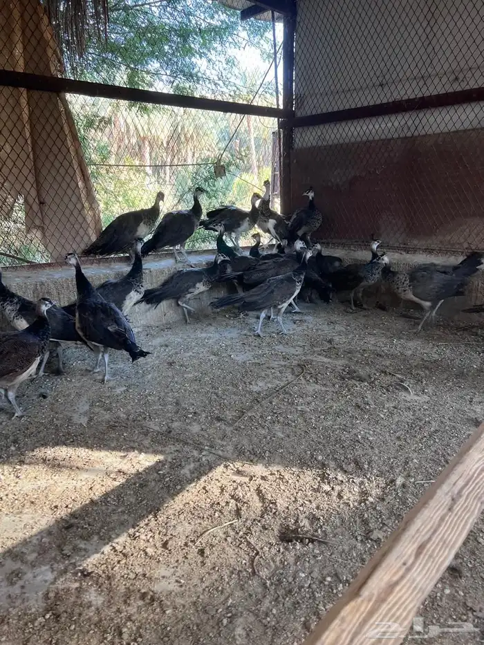 طاووس   للبيع 1