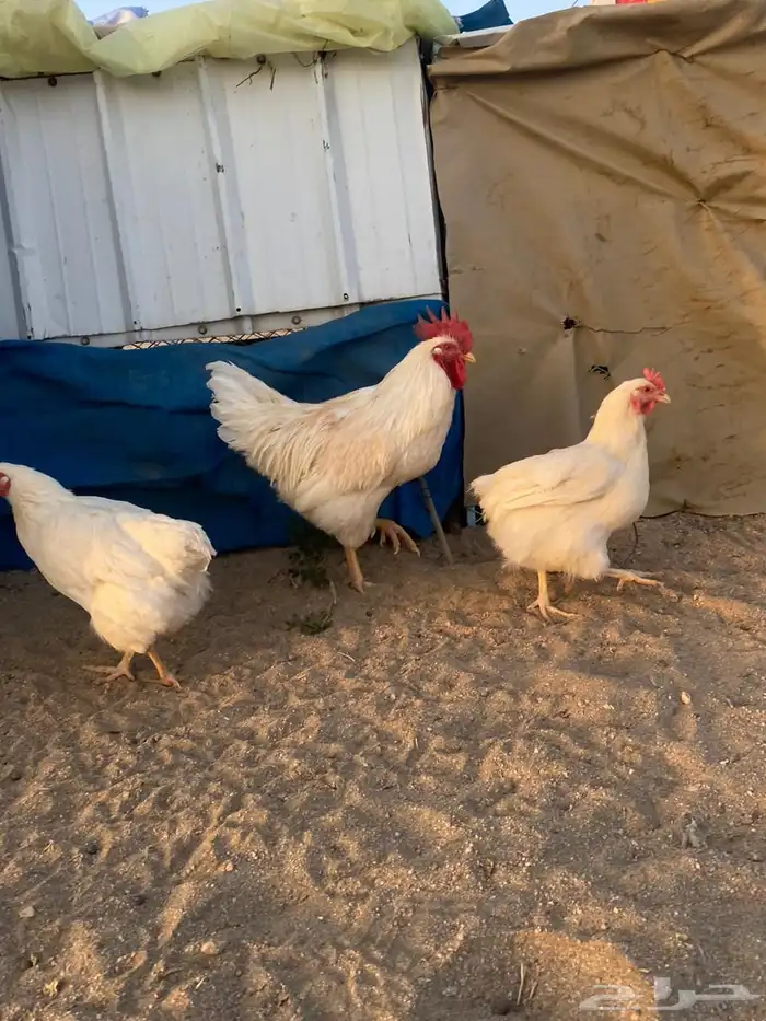 دجاج لوهمان بياض شرط 4