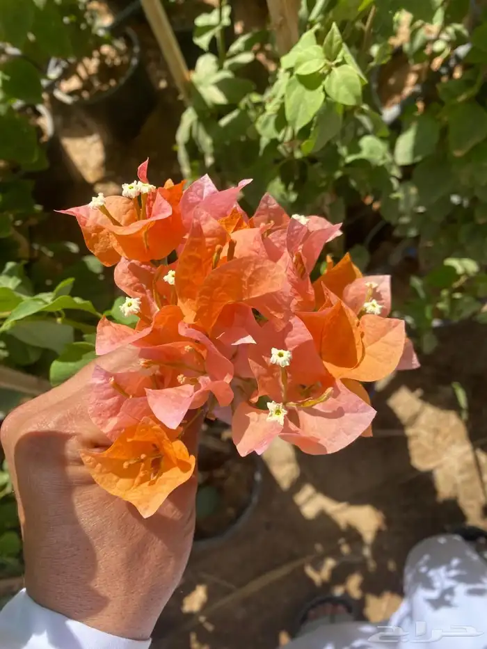 شتلات مشتل اشجار زينه 18