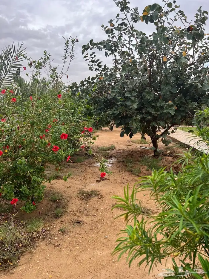 استراحه للايجار اليومي بالقديه ضرما 400 8