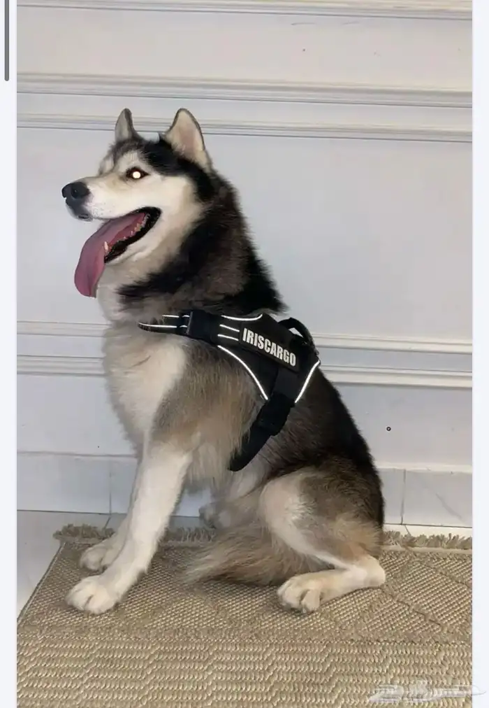 كلب هاسكي ضائع 0