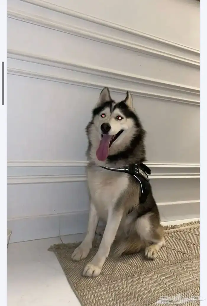 كلب هاسكي ضائع 1