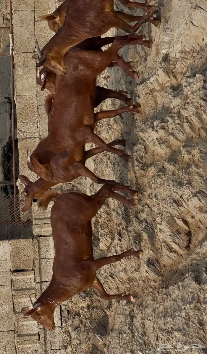 معزا دهم صنف ماشاء الله 11