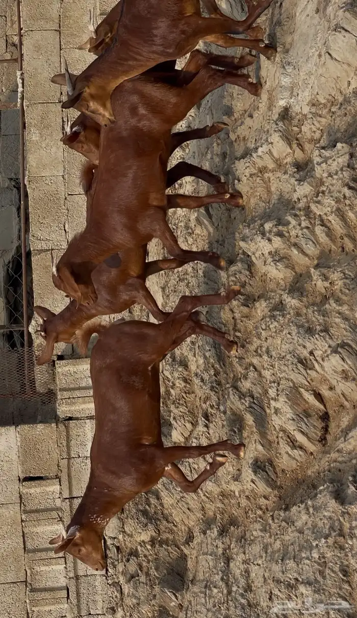 معزا دهم صنف ماشاء الله 12