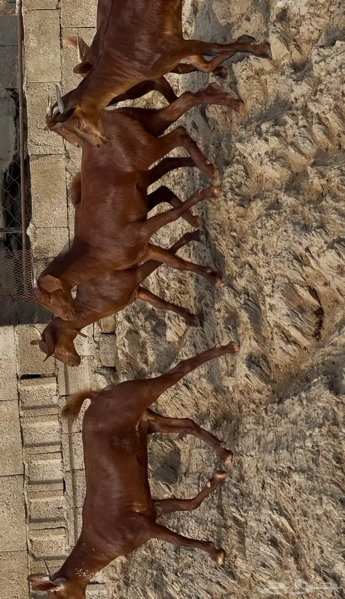 معزا دهم صنف ماشاء الله 10