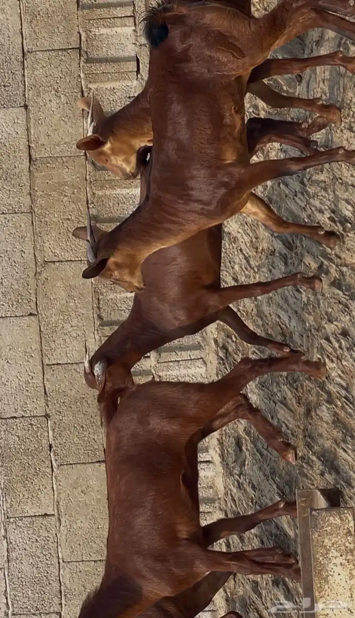 معزا دهم صنف ماشاء الله 8