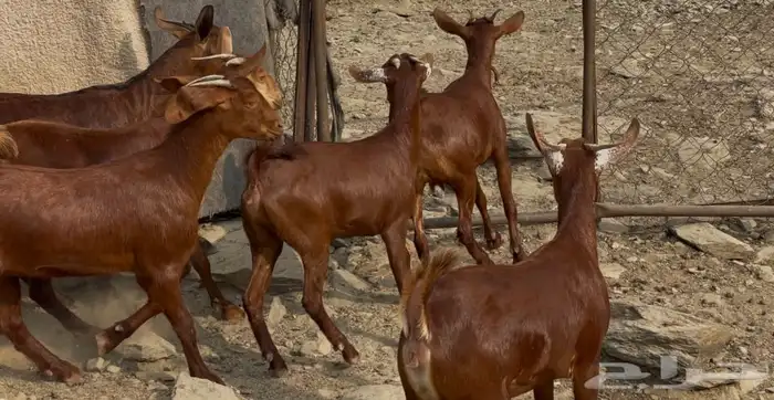 معزا دهم صنف ماشاء الله 3