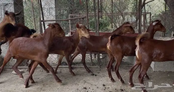 معزا دهم صنف ماشاء الله 17