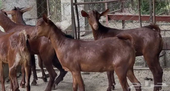 معزا دهم صنف ماشاء الله 14