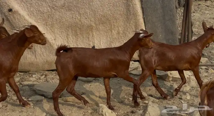 معزا دهم صنف ماشاء الله 1