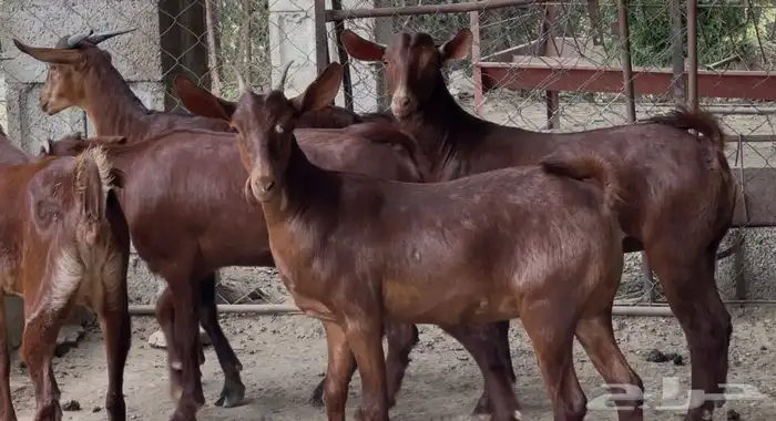 معزا دهم صنف ماشاء الله 15