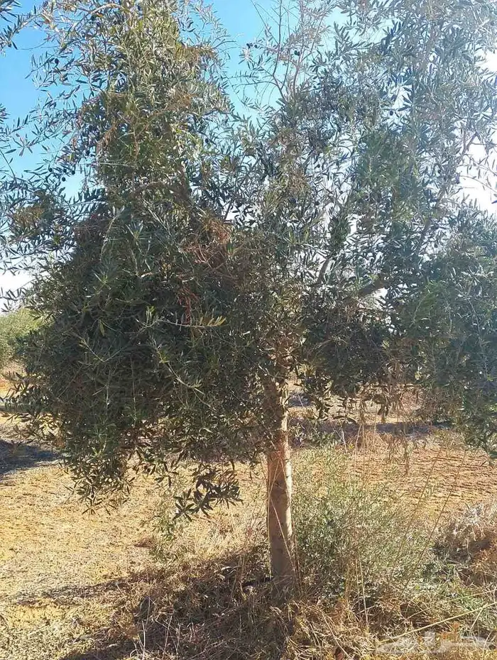 يوجد لدينا نخل عربي وشنطني 8