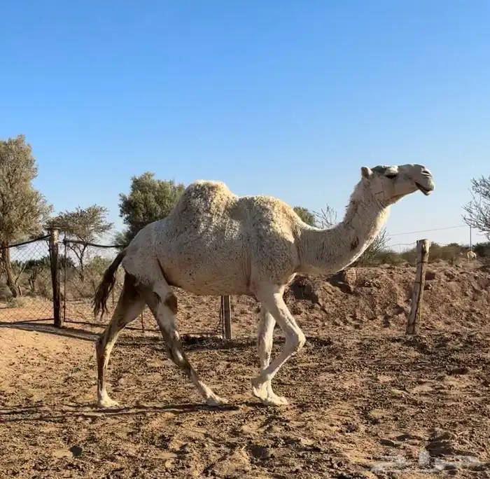 معشر وضروبه 3