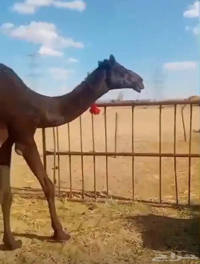 بكره حقه مجهم 3