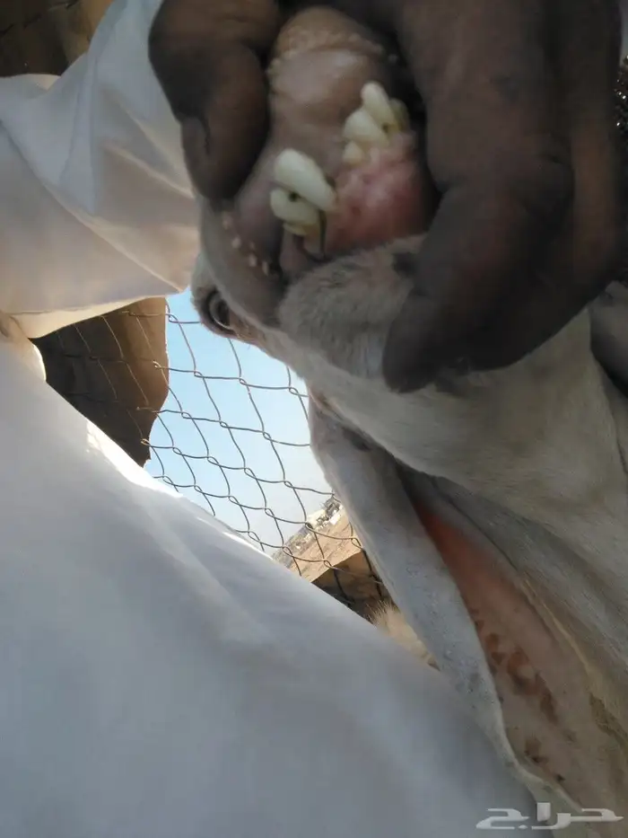 عنز معها اثنين تيوس السن موضح في الصوره واحد من السنون منكسر 4