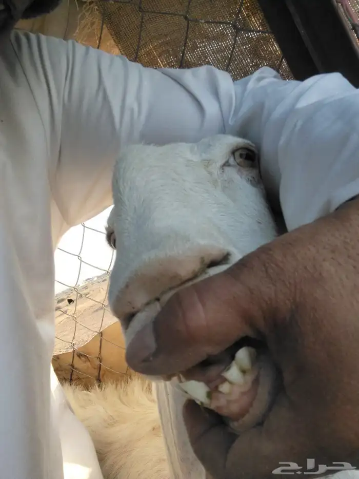 عنز معها اثنين تيوس السن موضح في الصوره واحد من السنون منكسر 3