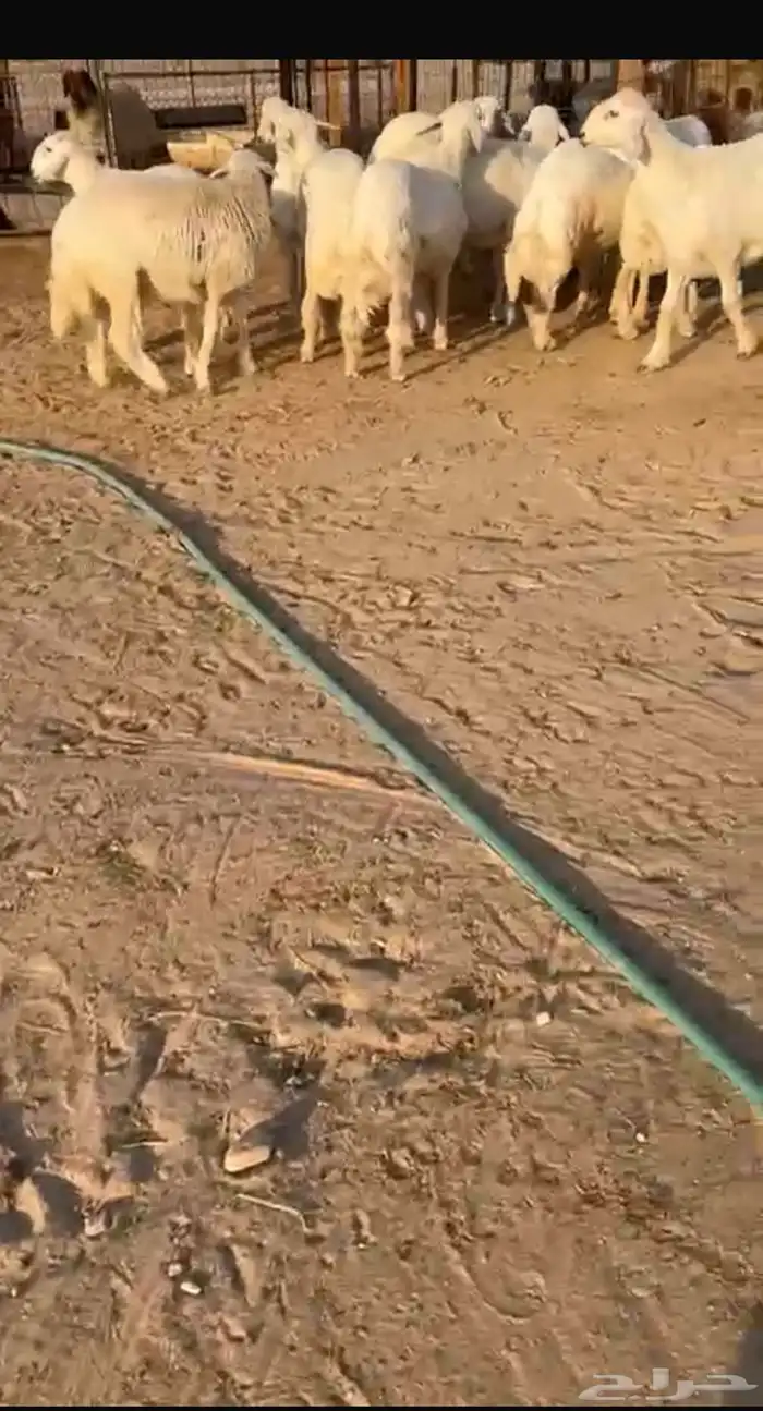 بهم عمره 7شهور حلال نظيف مشروط 0