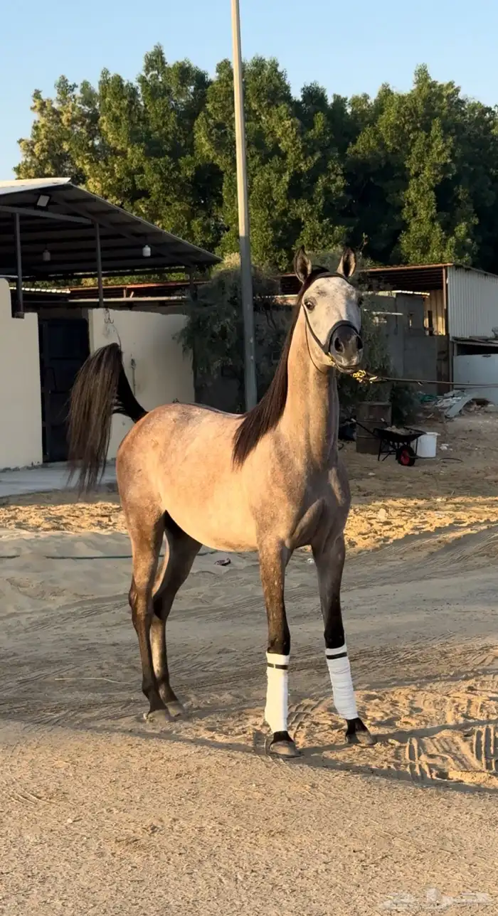 مهر واهو للبيع لأخر سوم 1