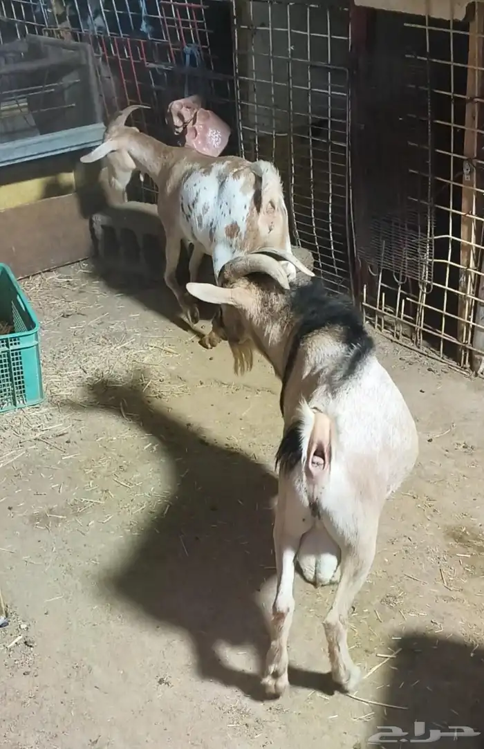 ماعز قزمي امريكي تشيكي جوز ذكر وانثى حامل 2