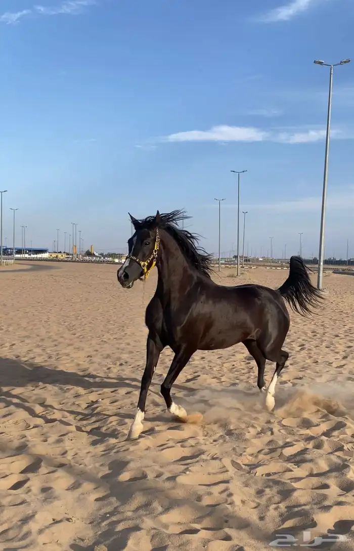 فرس شعبيه كفوو جدااا 1