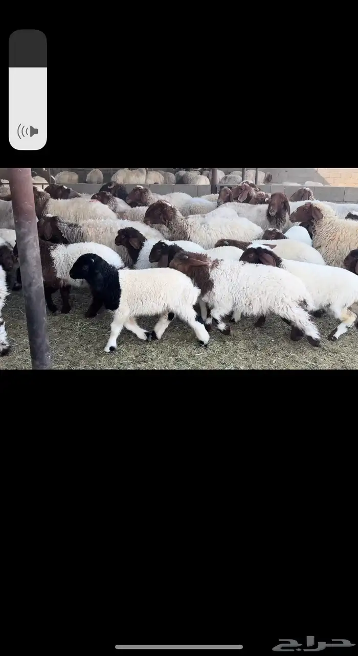 غنم نعيم مطافيل 5