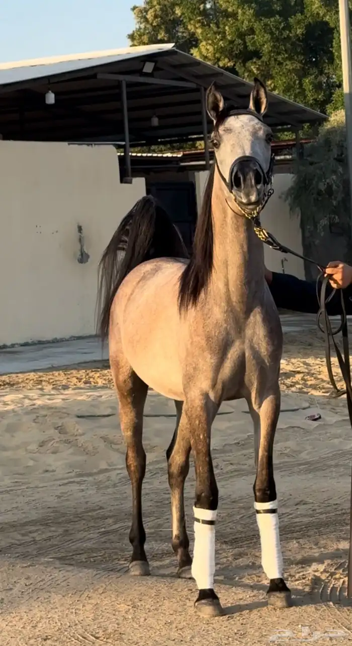 مهر واهو للبيع لأخر سوم 2