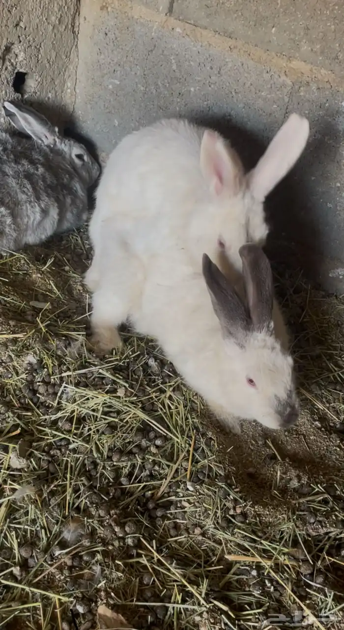 أرنب بلدي و فرنسي أنتين و ذكرين 0