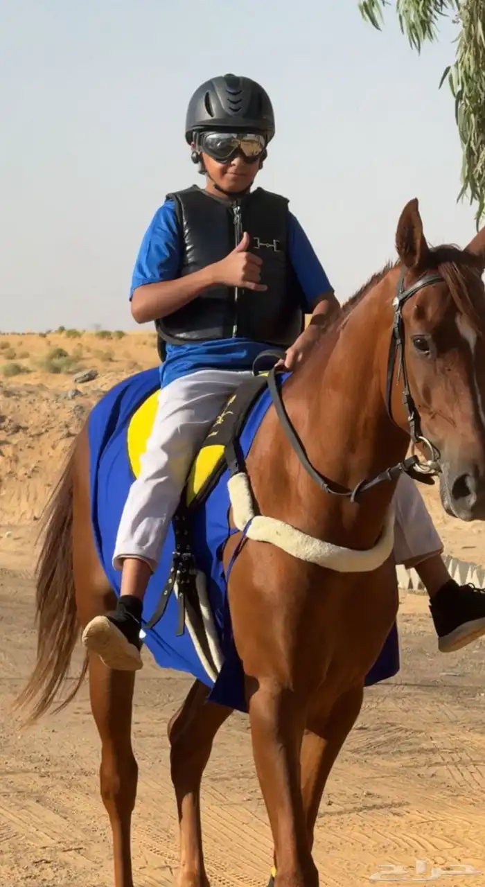 حصان واهو فرنسي سبوق 1