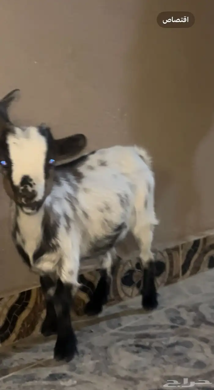 ماعز قزم جفره تشيكي العمر 3 شهور سلييمه من جميع العذاريب 1