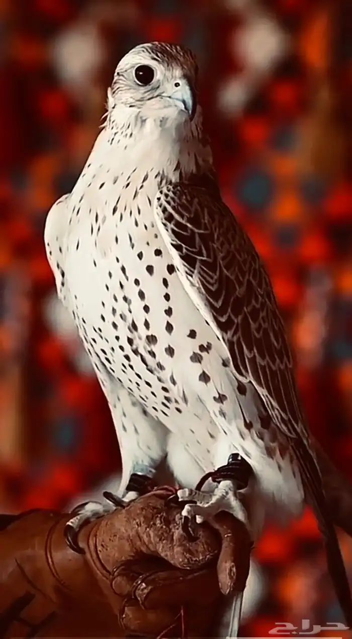 تاجير صقور تاجير خيام تامين الحرفيين وكافة مستلزمات الايفنت 0