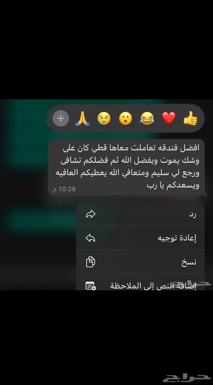 فندقة قطط ومعالجة 3