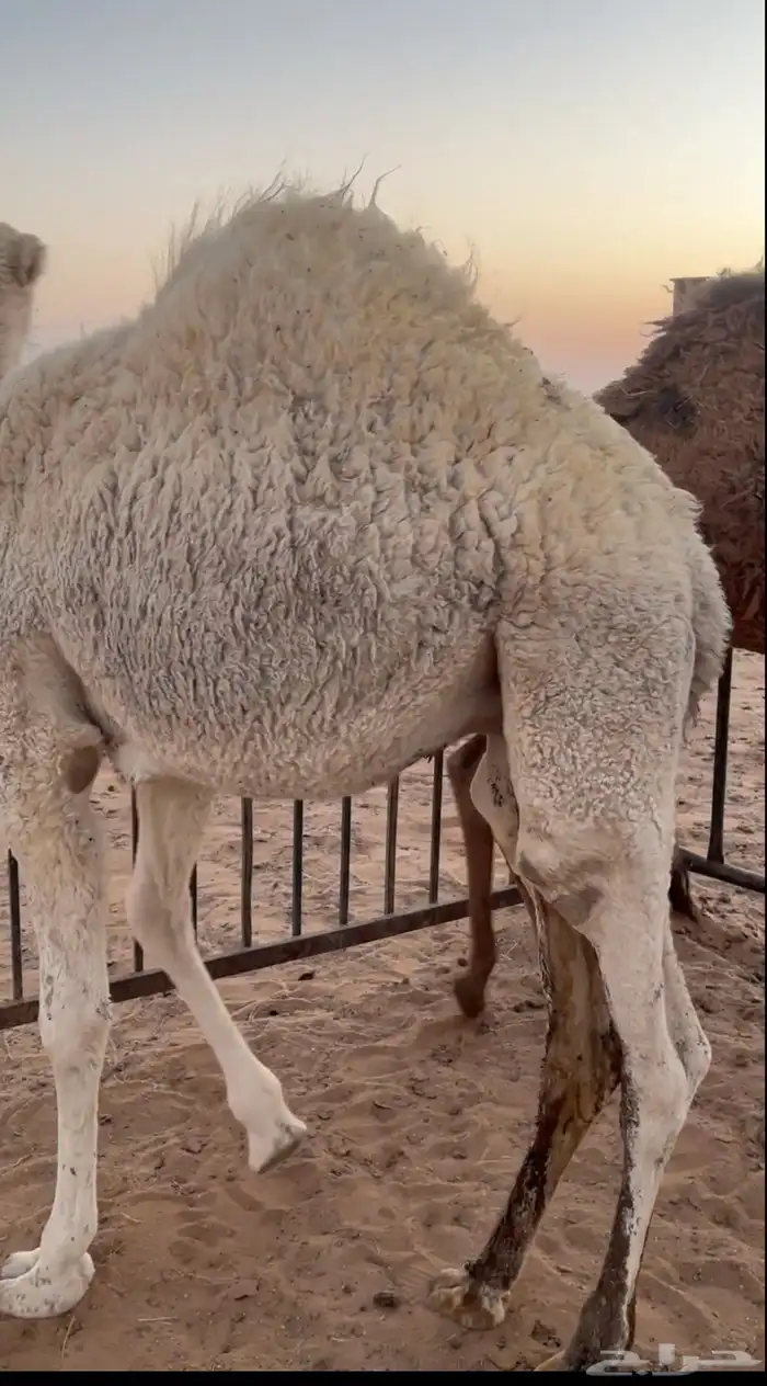 حشو علي حليب وطيبات 1