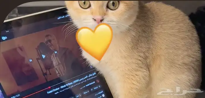 قطط سكوتش فولد 2