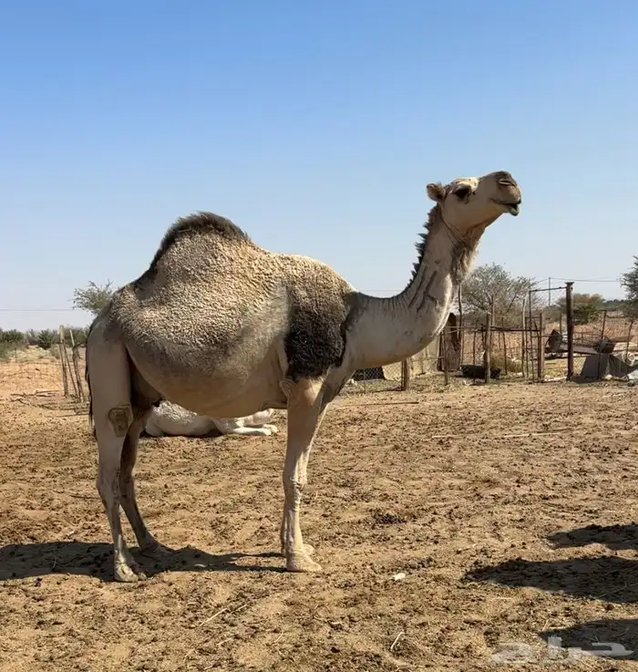 لقحه شقحاء 1