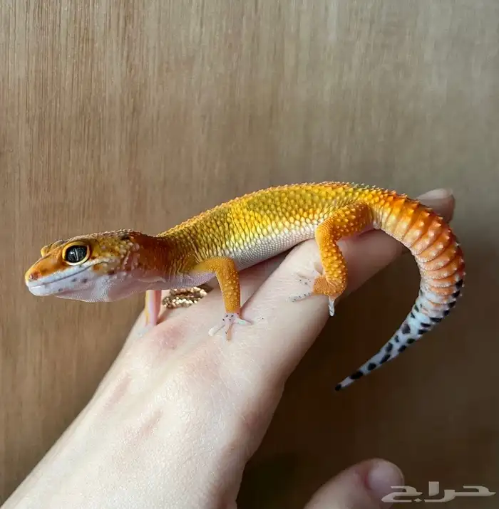 ليبيرد جيكو 2