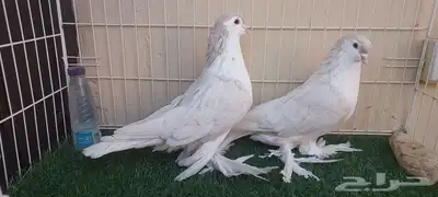 مطلوب اناثي شيرازي لاهور 0