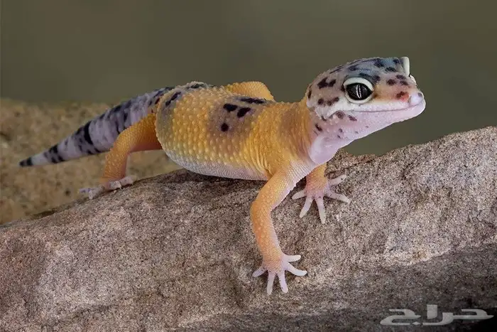 ليبيرد جيكو 0