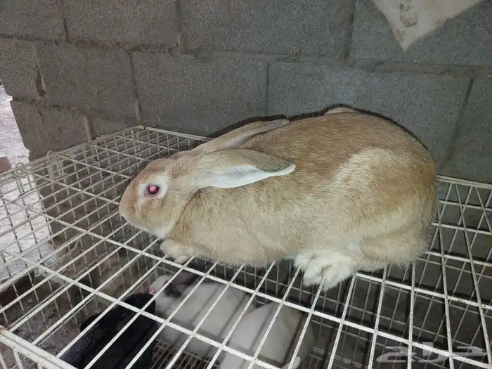 متوفر ذكور أرانب حجم كبير 1