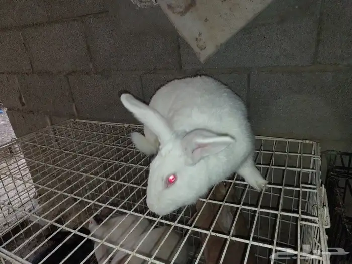 متوفر ذكور أرانب حجم كبير 3