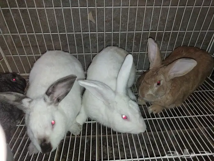 متوفر ذكور أرانب حجم كبير 4