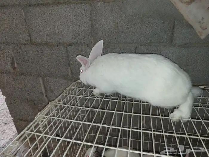 متوفر ذكور أرانب حجم كبير 2