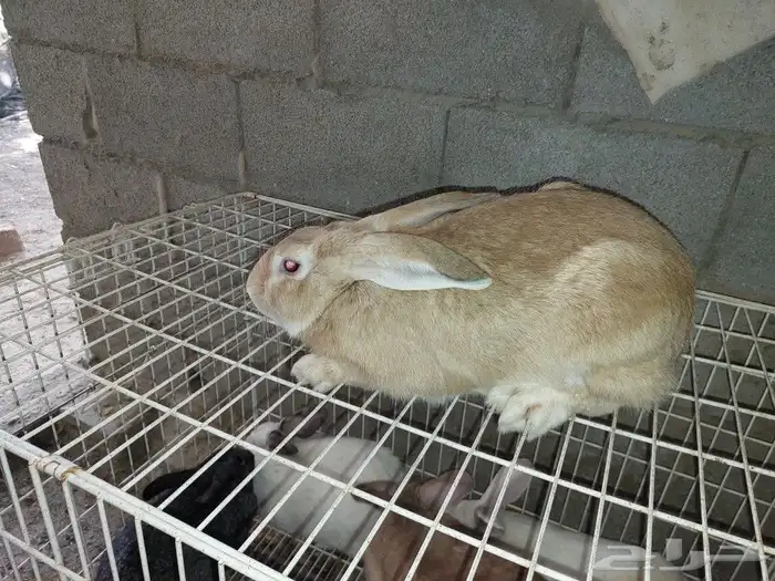 متوفر ذكور أرانب حجم كبير 0