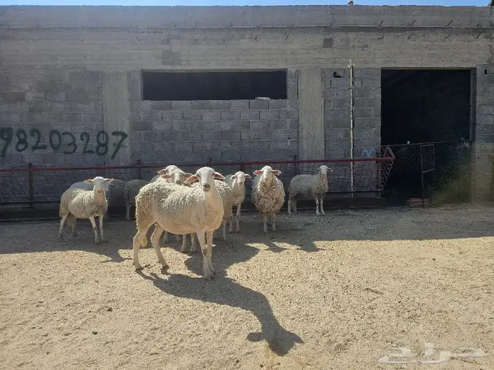 نعاج عدد 11 معها بهم 4 اشهر اسبانيات   للتهجين مع الصردي 2