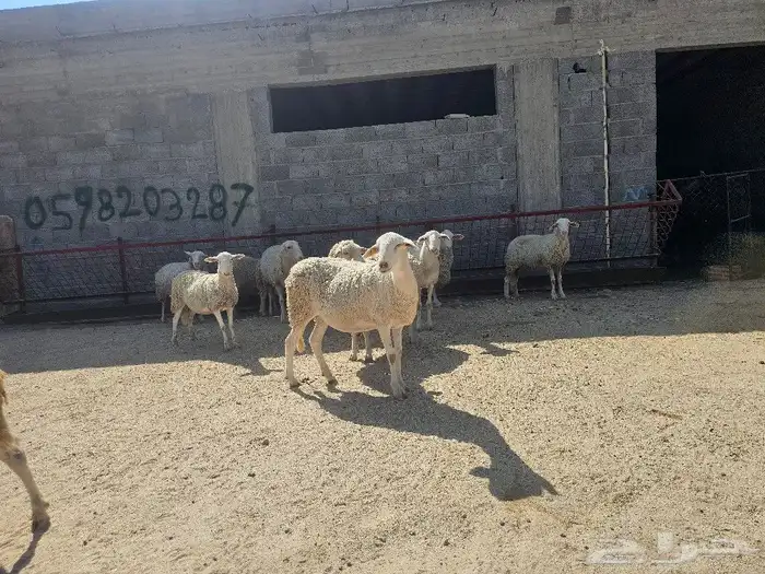 نعاج عدد 11 معها بهم 4 اشهر اسبانيات   للتهجين مع الصردي 0