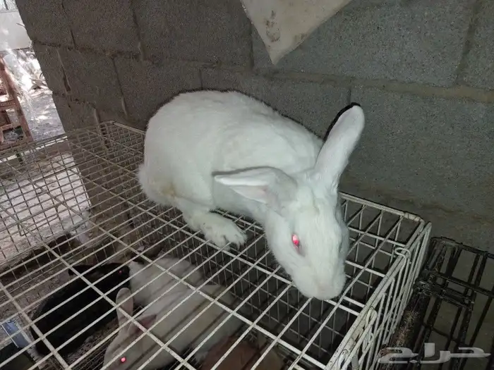 متوفر ذكور أرانب حجم كبير 7